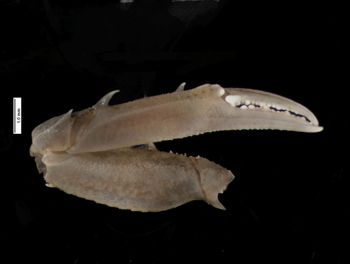 Media type: image; Invertebrate Zoology CRU-4290